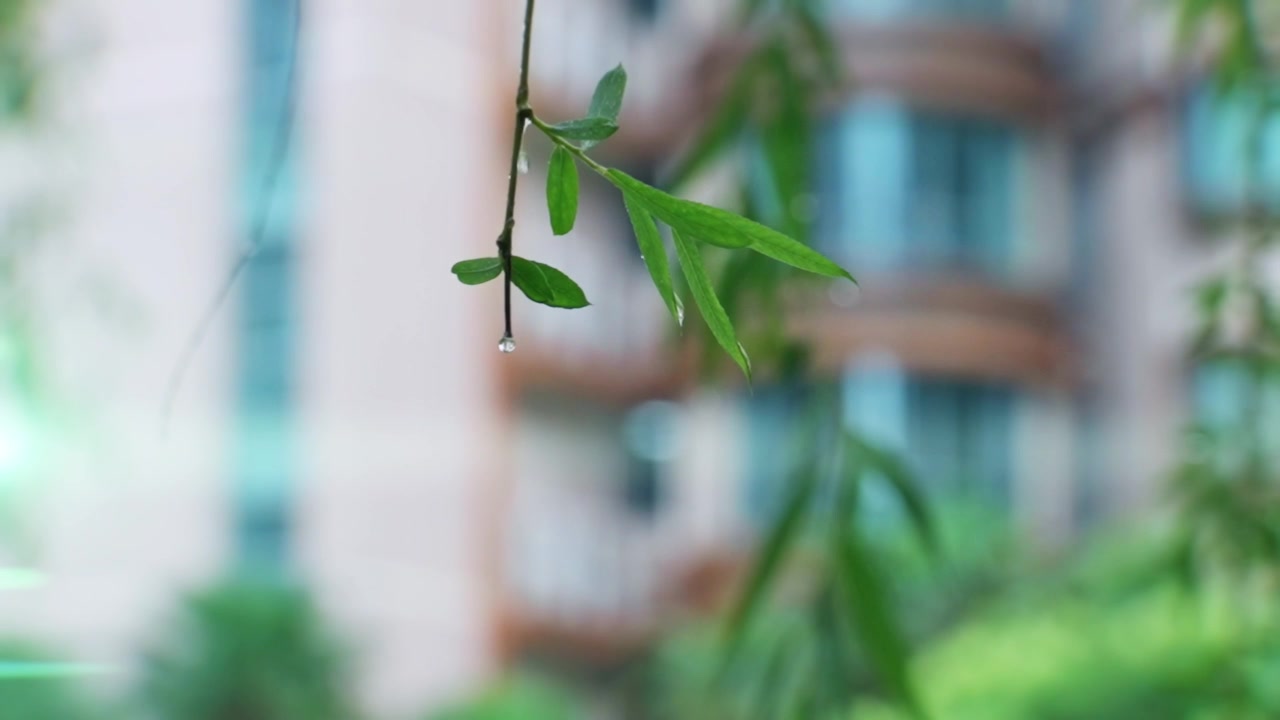湿叶子，水滴在绿叶上视频素材画面1