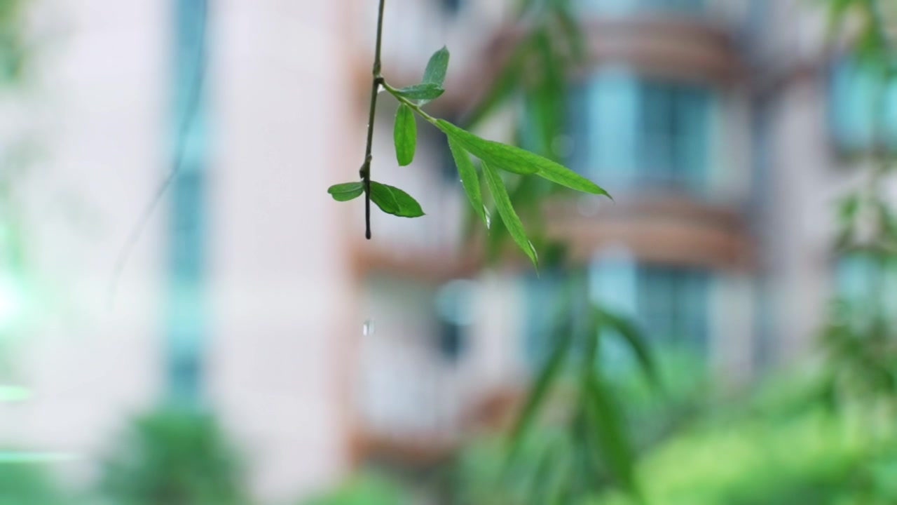 湿叶子，水滴在绿叶上视频素材画面2