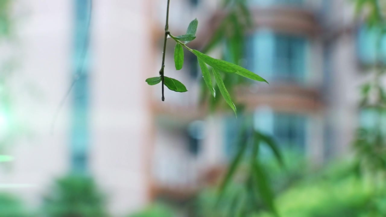 湿叶子，水滴在绿叶上视频素材画面4