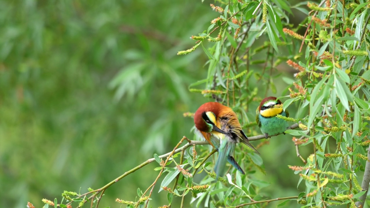 这对欧洲蜂虎(Merops apiaster)在风中栖息在树枝上，正在清洗它们的羽毛。视频素材