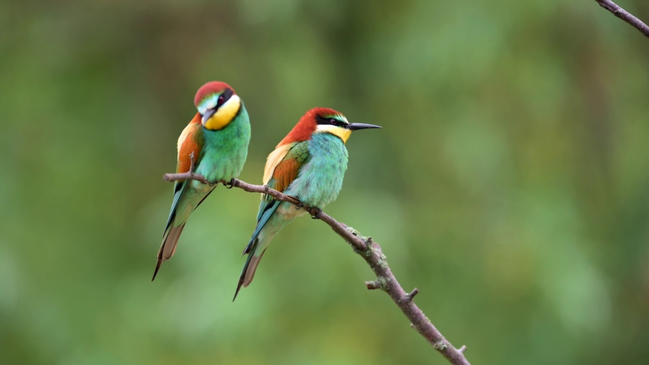 一对罕见的蜂虎(Merops apiaster)在风中栖息在树枝上。视频素材