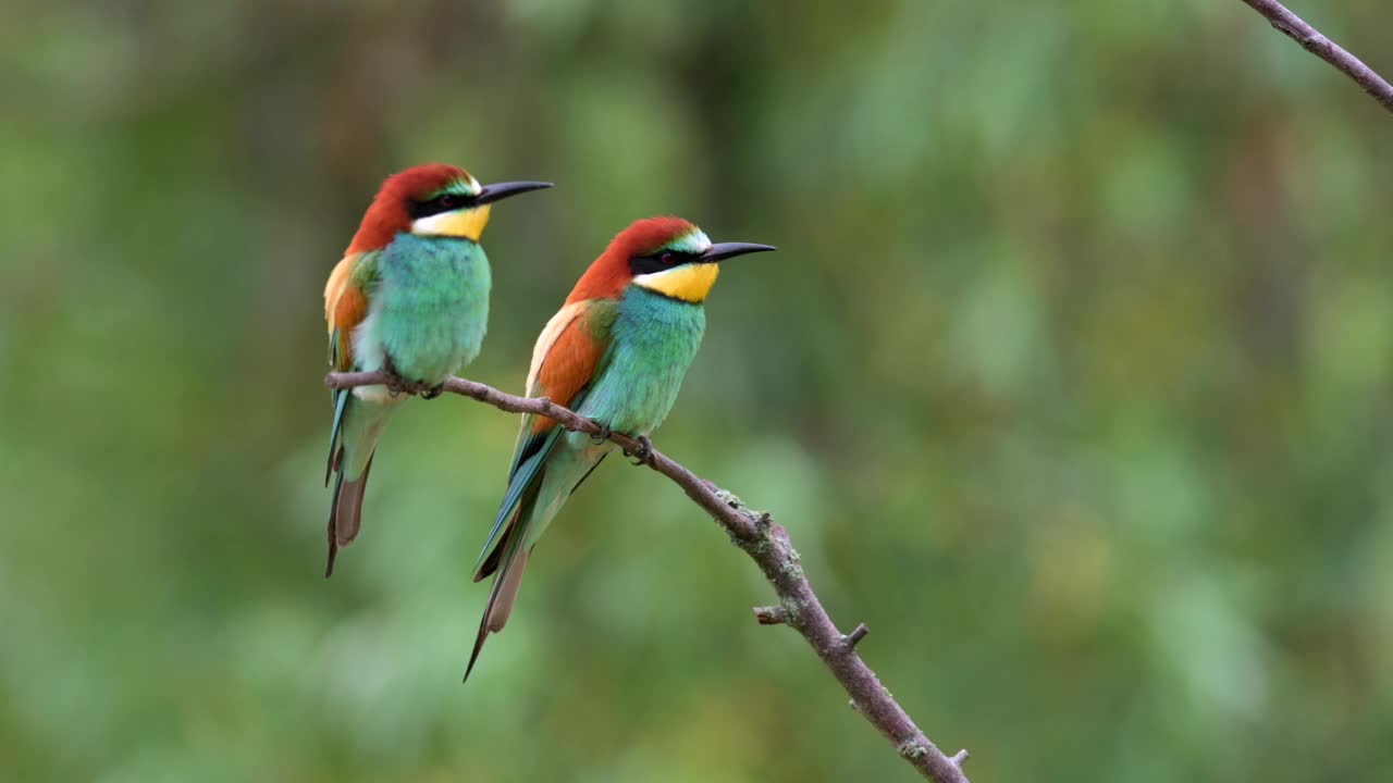 一对罕见的蜂虎(Merops apiaster)在风中栖息在树枝上。视频素材