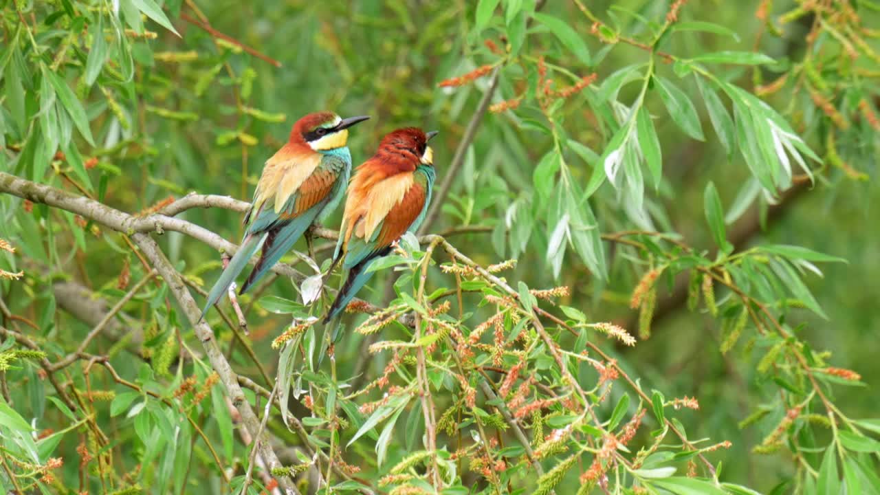 一对罕见的蜂虎(Merops apiaster)在风中栖息在树枝上。视频素材