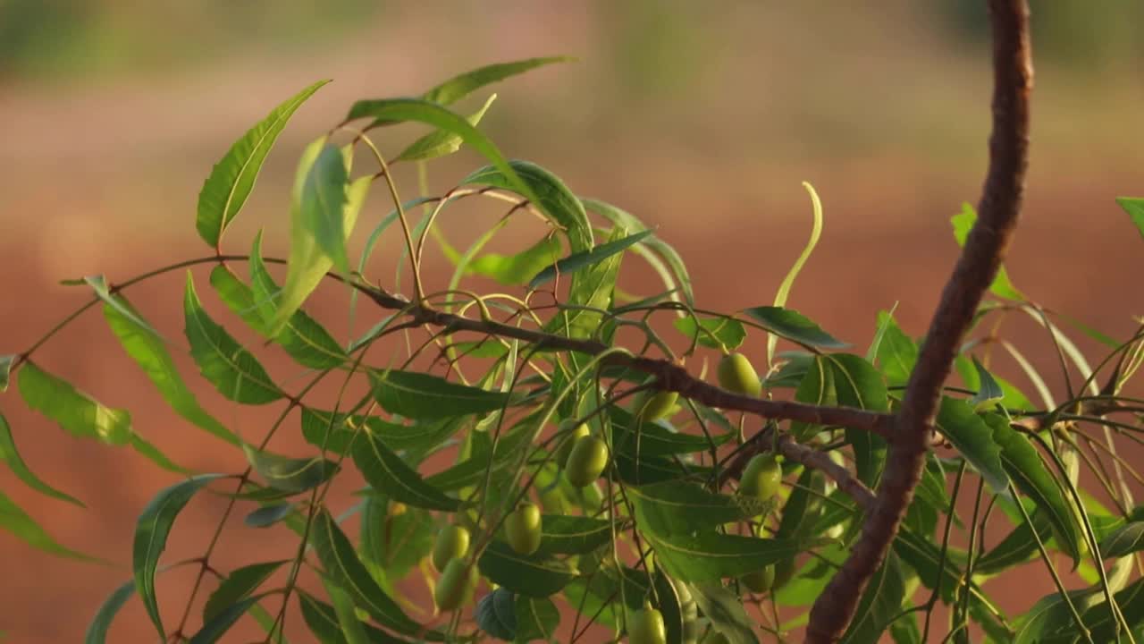 印楝树，俗称楝树树皮药用楝树带叶子蓝色背景，studio shoot，视频素材