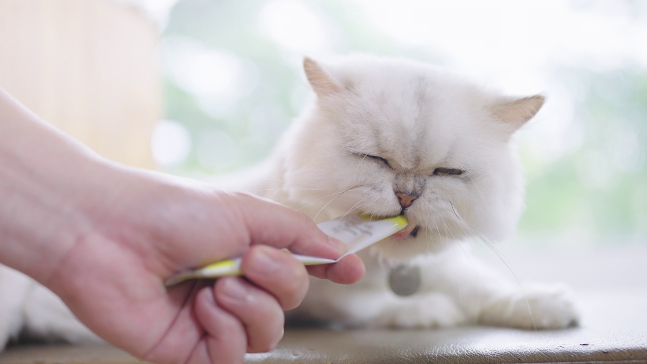 一名男子正在给猫咪喂食可舔的食物视频素材