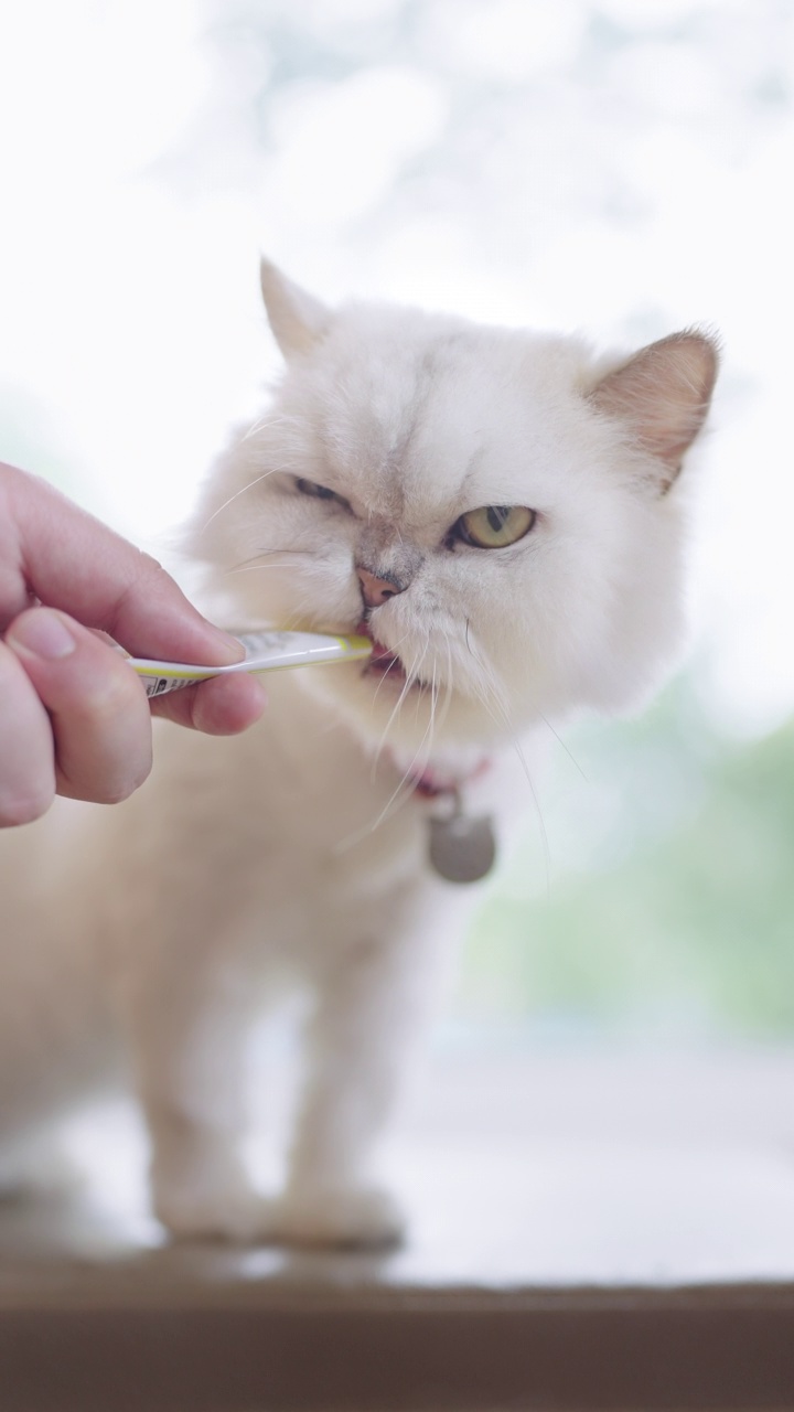 垂直-猫站着试图舔湿猫治疗浆糊由一个陌生人在猫咖啡馆。视频素材