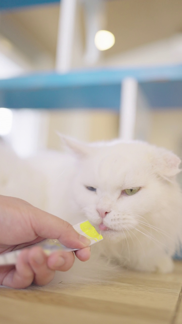 一名男子试图给一只躺着的猫喂食宠物食品。视频素材