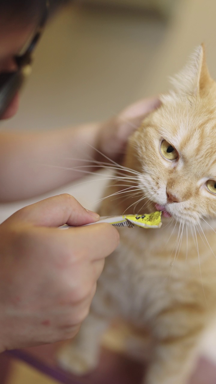 一只橙色虎斑猫被一个陌生人勾引了，他给了它一顿猫粮。视频素材