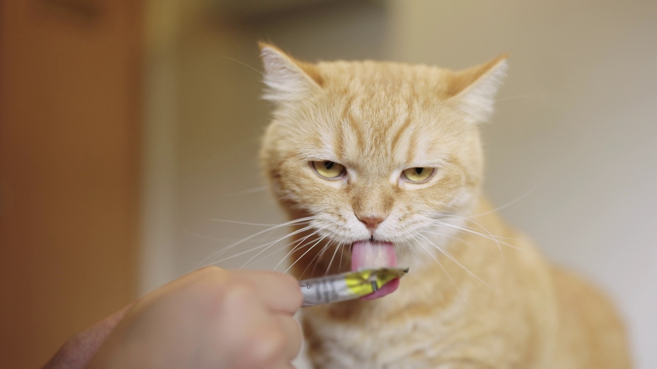 在猫咪咖啡馆，橙色虎斑猫喜欢陌生人给它喂食视频素材