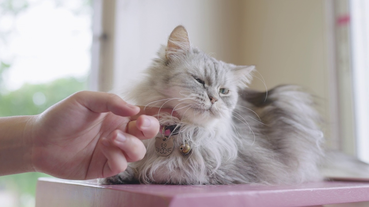 一只波斯猫被一个陌生人惹恼了视频素材