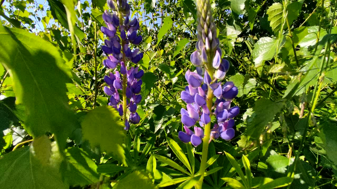 露豆，或狼豆(Lupinus):豆科(豆科)植物的一个属。视频素材