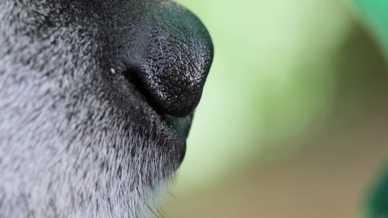 户外犬鼻宏观图视频素材