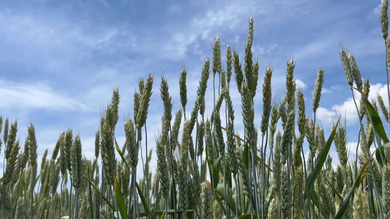 阳光明媚的夏日里，绿色的麦草田。视频素材