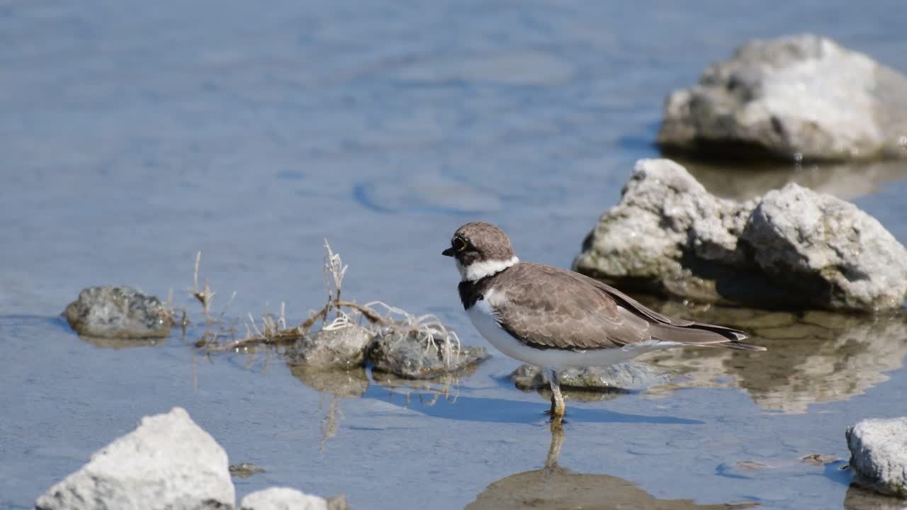 自然栖息地的小环斑鸻。Charadrius dubius视频素材