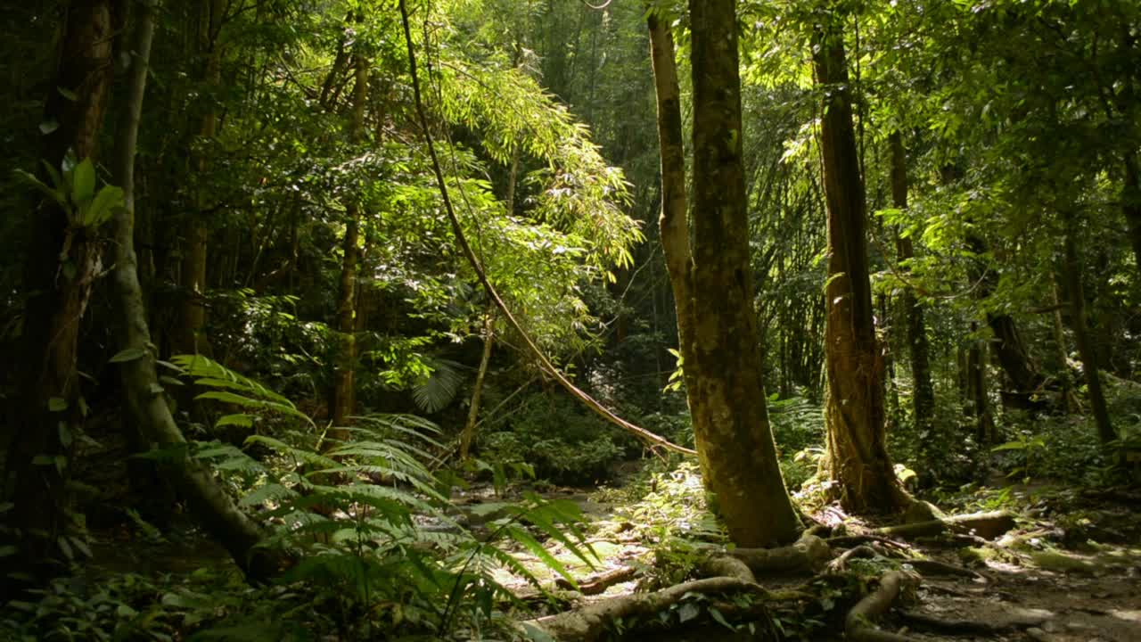 阳光照亮了森林中茂密的植物。清晨阳光下的热带雨林宁静景象。视频素材