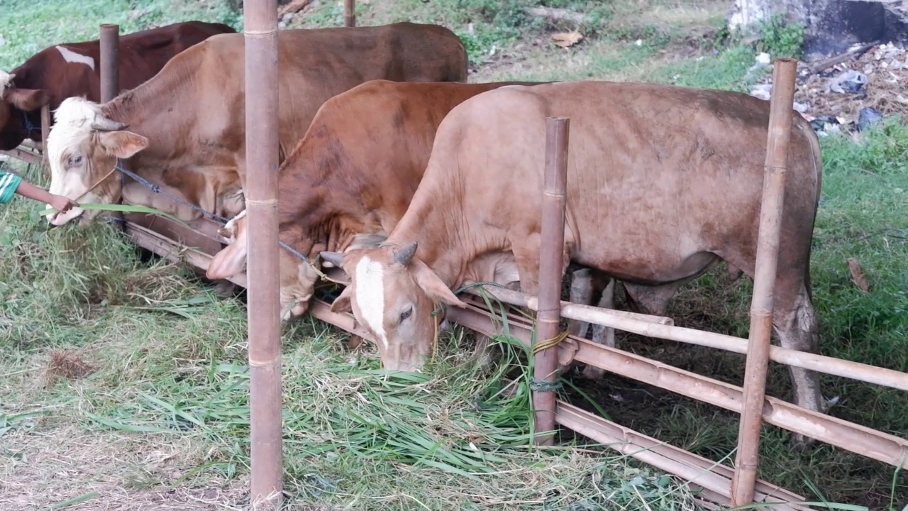 古尔邦节(Eid al-Adha, Hewan Qurban, Kurban, Sapi Qurban, Hewan Kurban)的祭祀准备期间，牲畜市场上的牛正在吃草。视频素材