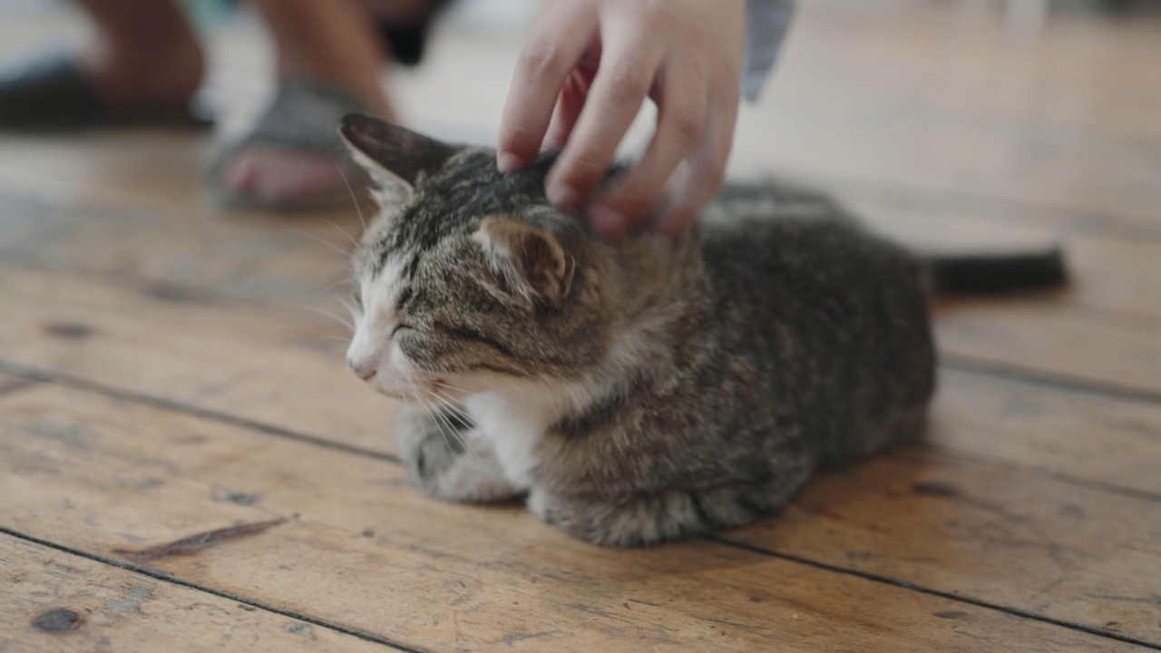 人类用手触摸小猫视频素材