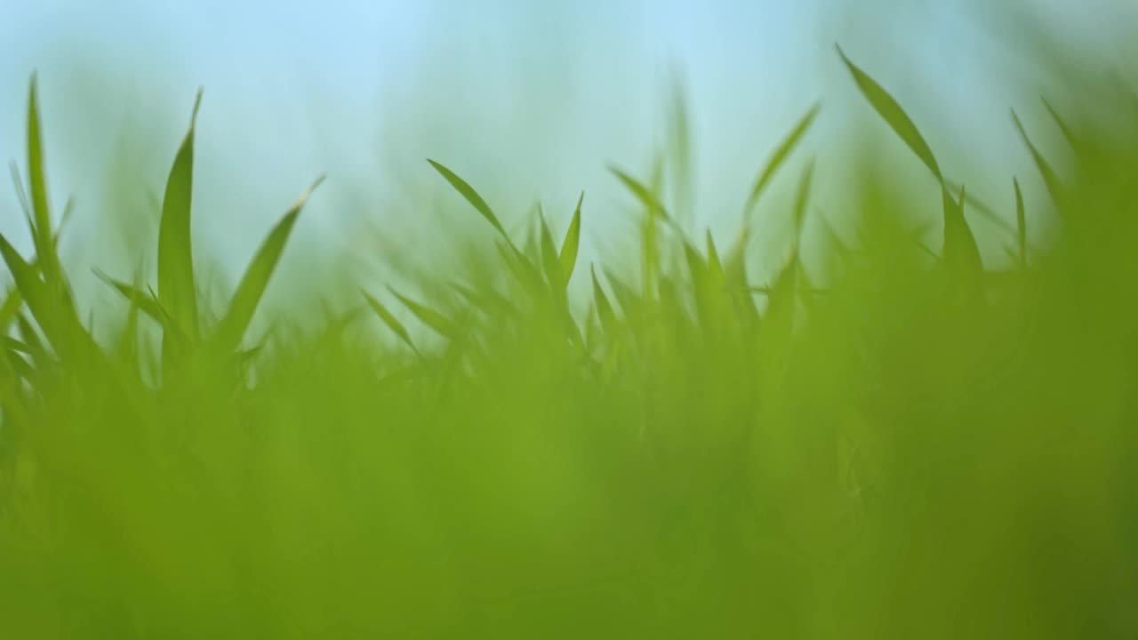 特写运动的绿色秸秆对天空的背景在模糊视频素材