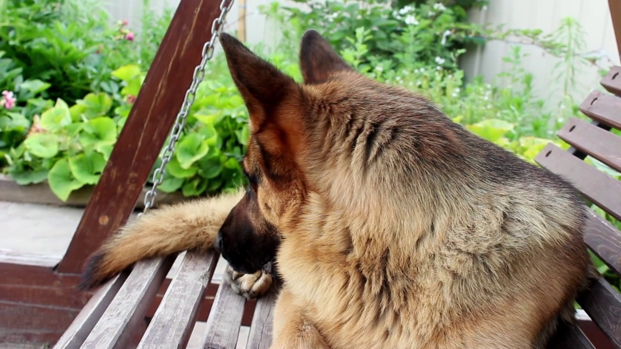 德国牧羊犬视频素材