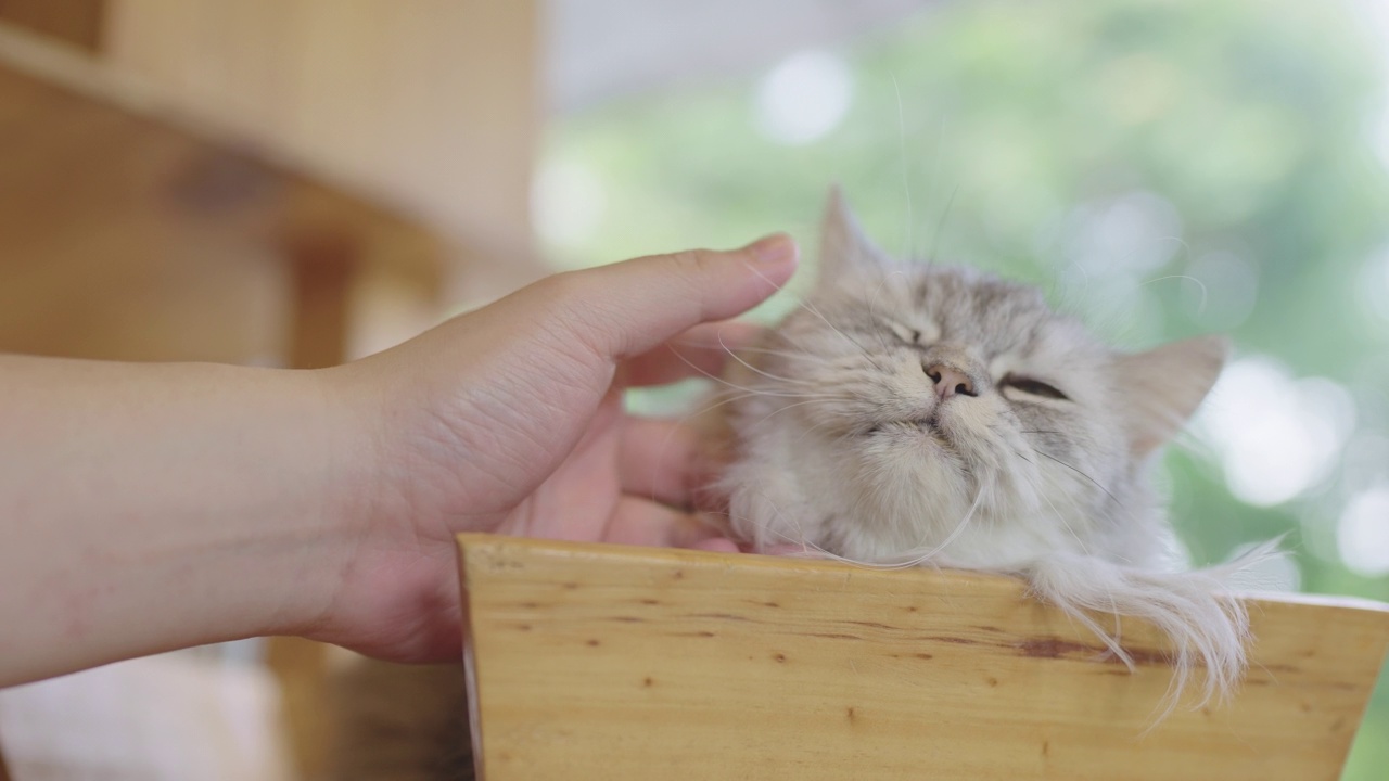 拍一只坐在架子上的可爱的波斯猫。视频素材