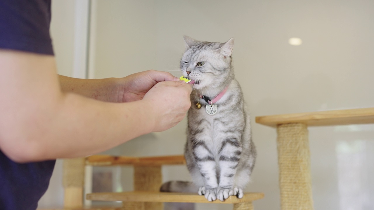 喂一只坐在架子上的灰条纹虎斑猫视频素材