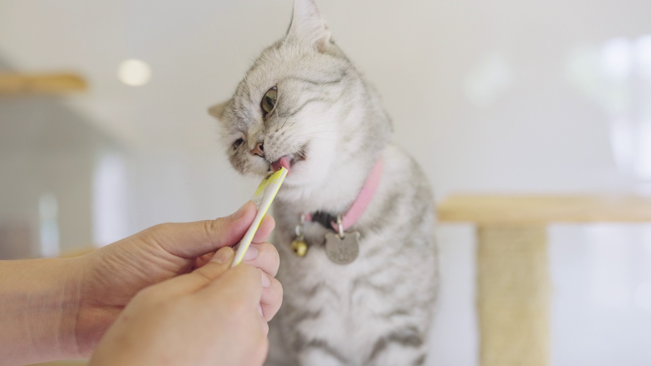 灰色虎斑猫舔宠物零食的特写镜头视频素材