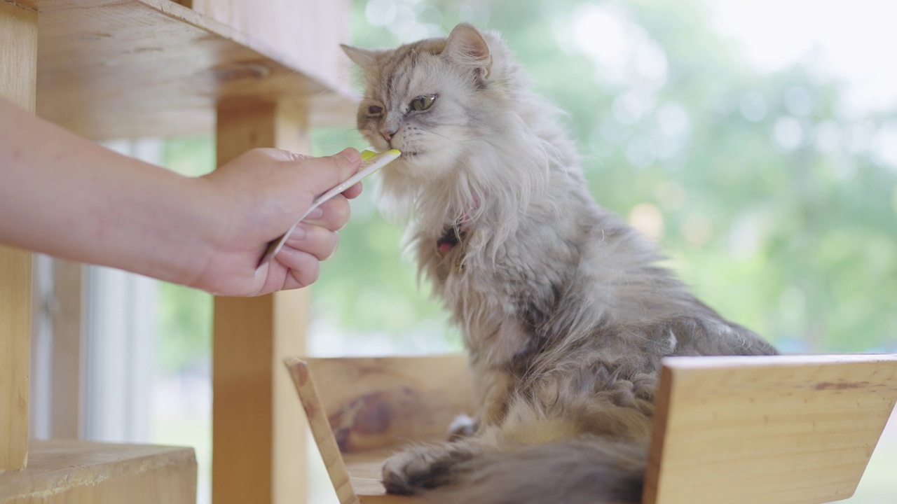 陌生人正在给一只灰色的波斯猫喂食可舔的宠物食品。视频素材