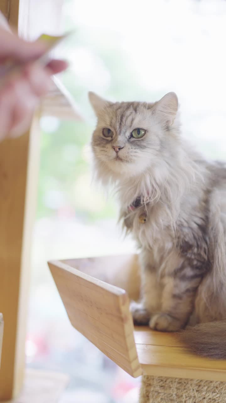 一个男人正在喂一只灰色的波斯猫视频素材