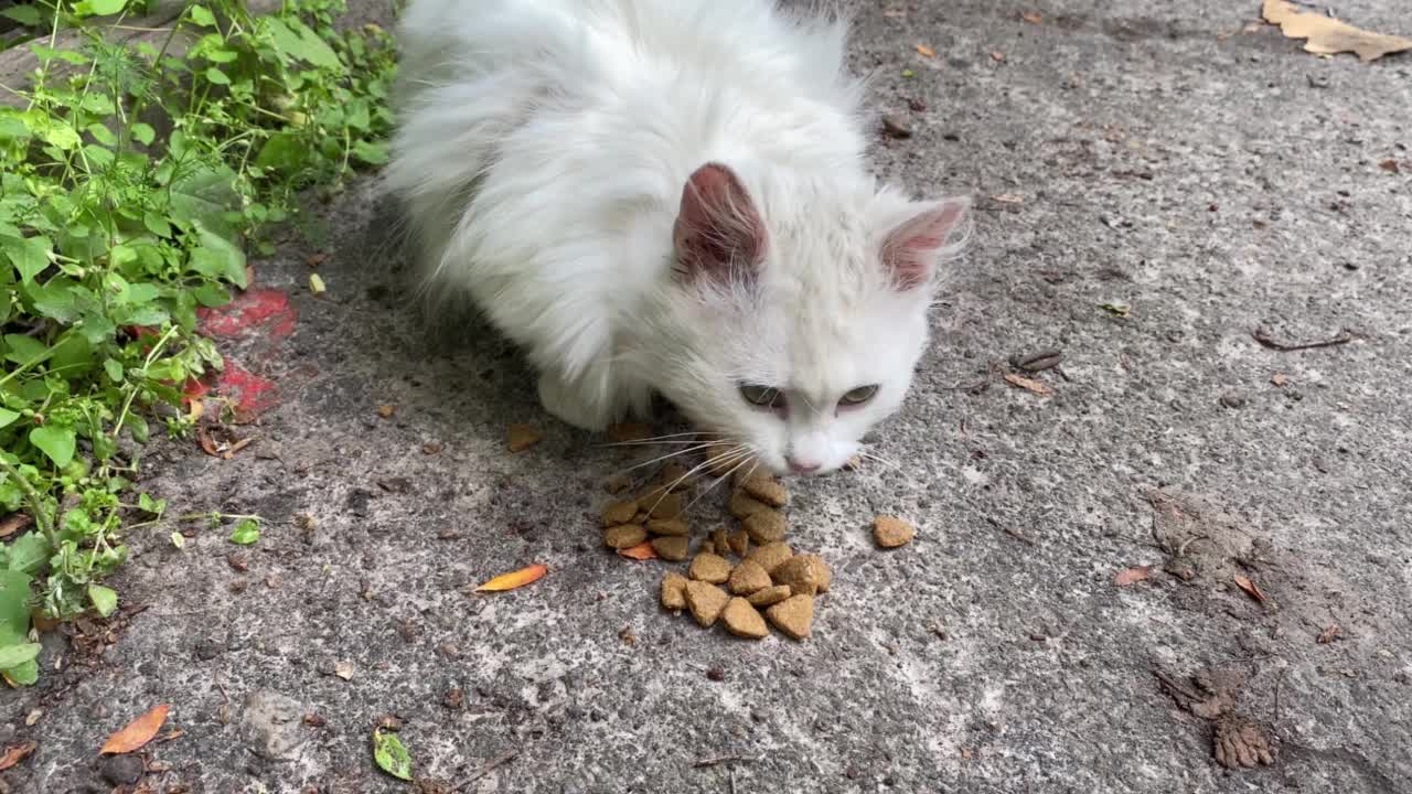 孤独的白色无家可归的毛茸茸的猫吃散落在地上的食物。视频素材