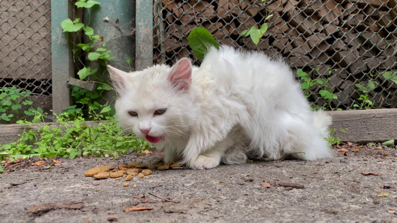 孤独的白色无家可归的毛茸茸的猫吃散落在地上的食物。视频素材