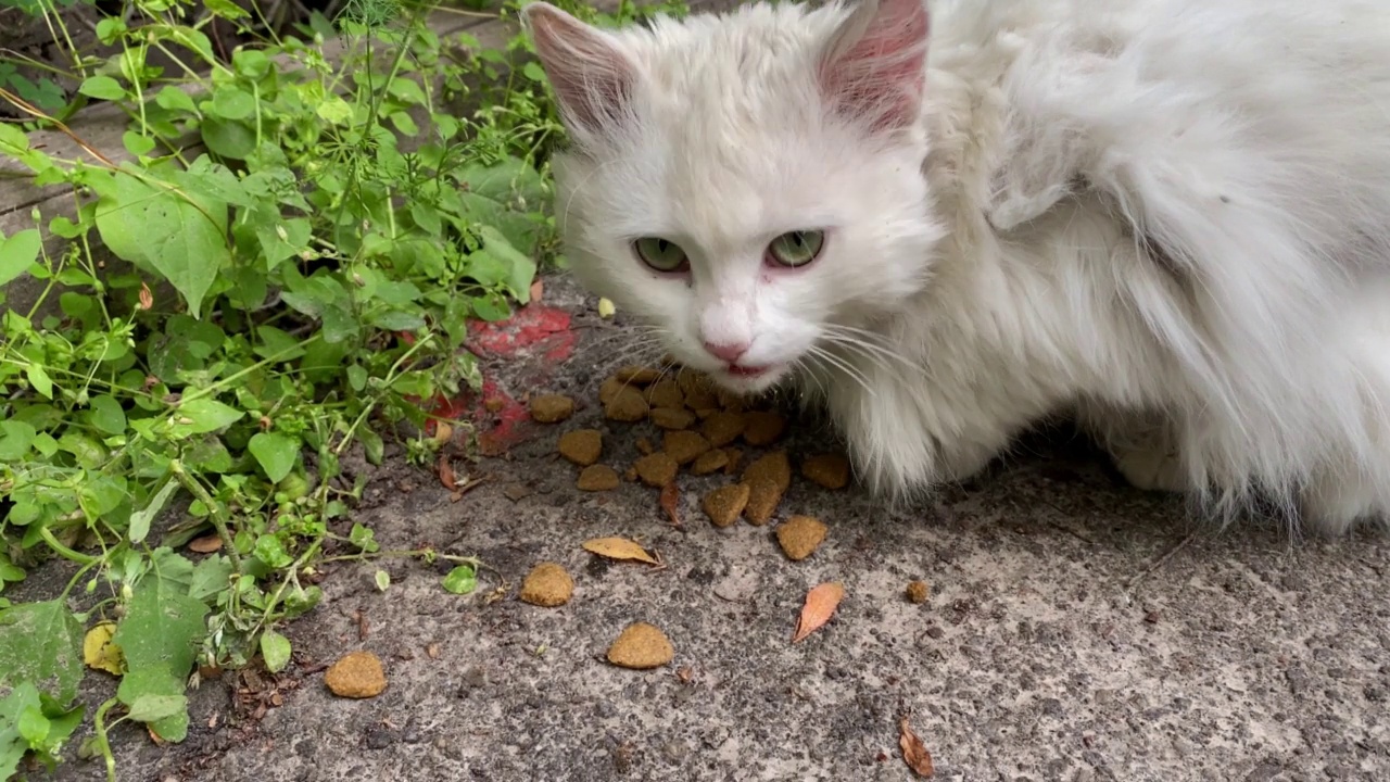 孤独的白色无家可归的毛茸茸的猫吃散落在地上的食物。视频素材