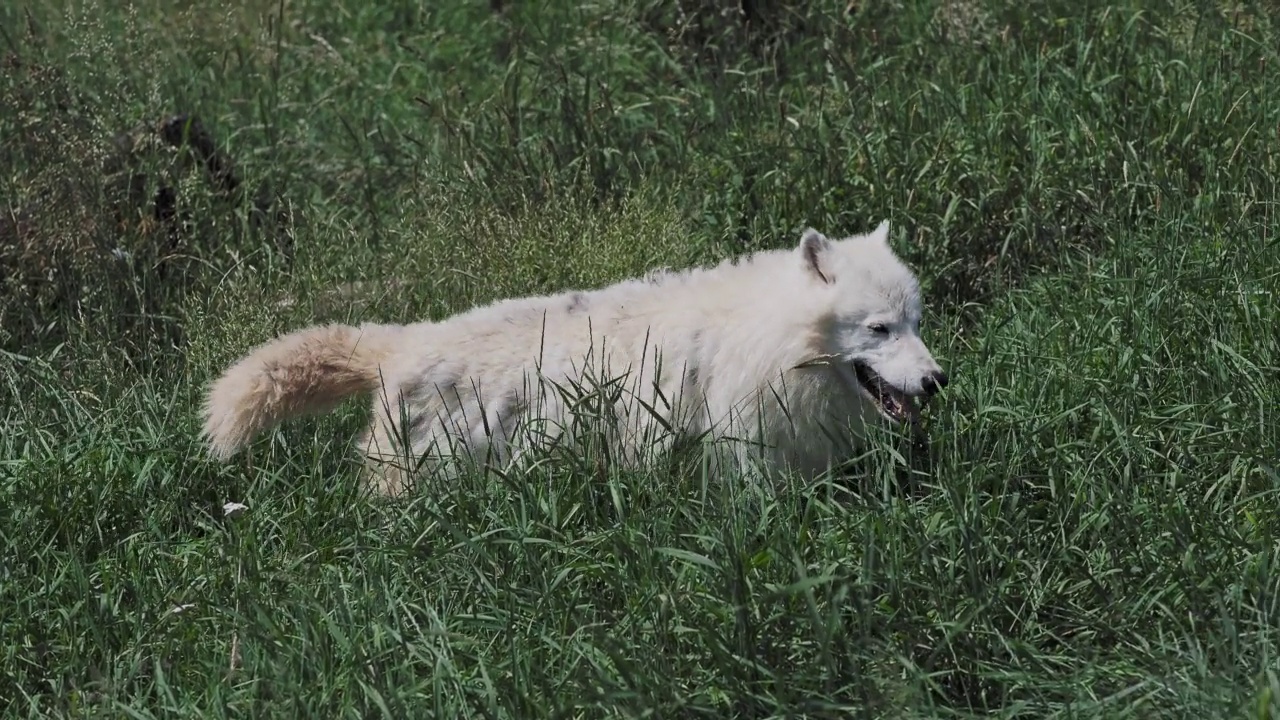 草中的北极狼(Canis lupus arctos)，又称白狼或极地狼视频素材