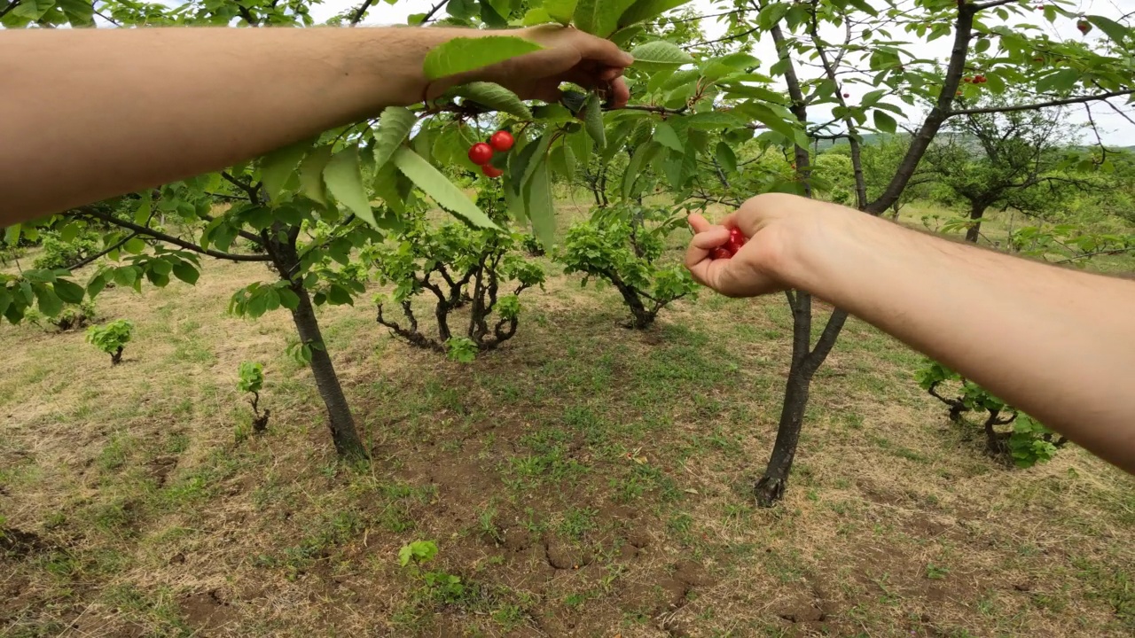 手摘樱桃视频素材