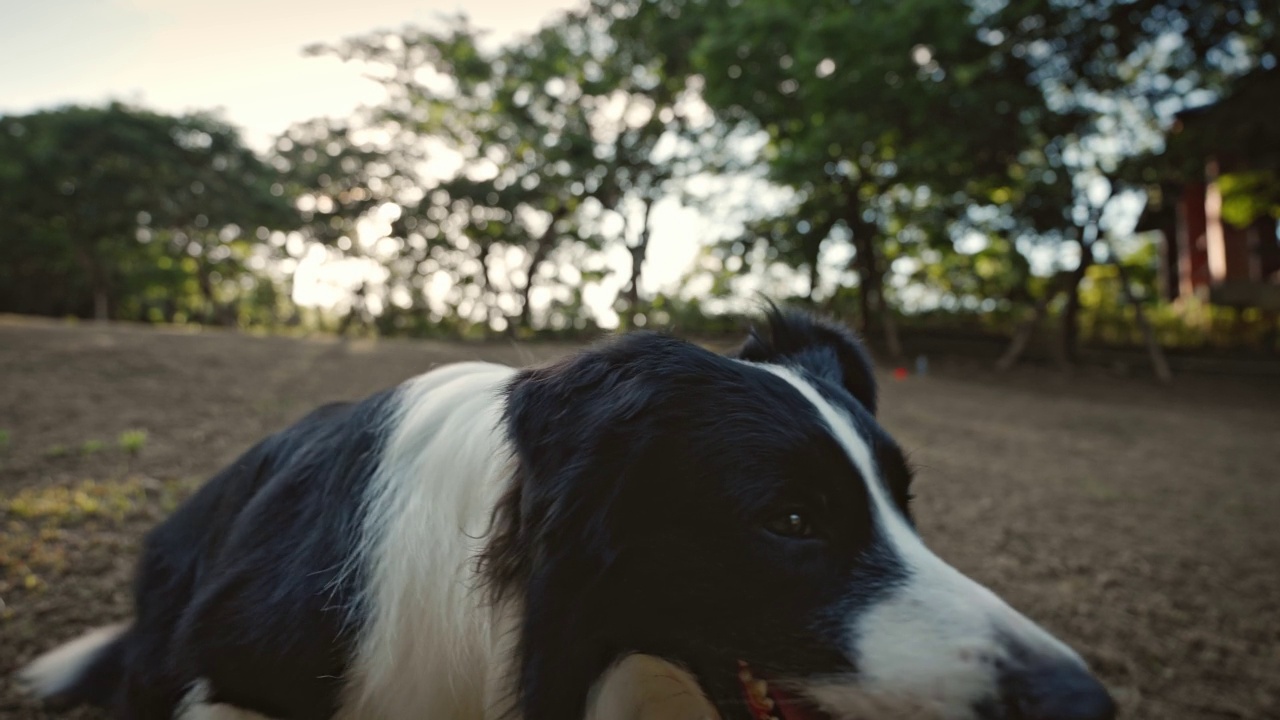 夏天，一只博德牧羊犬和它的主人在公园里玩耍视频素材