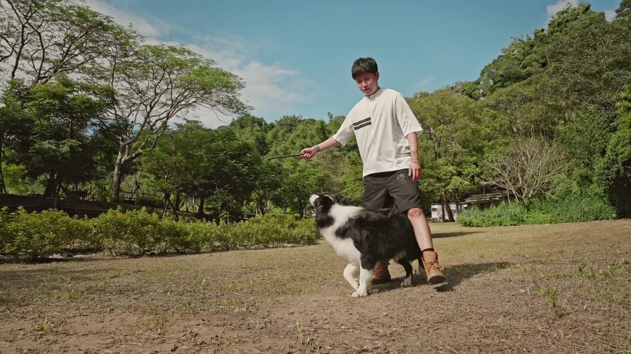 夏天，一只博德牧羊犬和它的主人在公园里玩耍视频素材