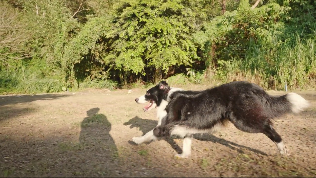 夏天，一只博德牧羊犬和它的主人在公园里玩耍视频素材