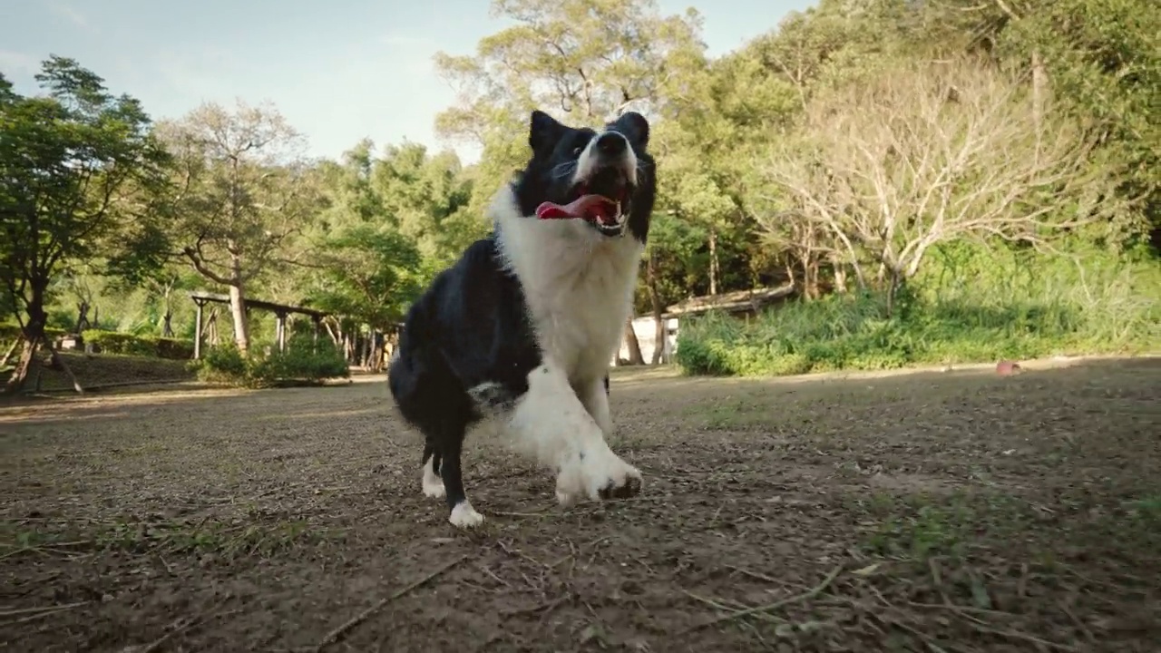 夏天，一只博德牧羊犬和它的主人在公园里玩耍视频素材