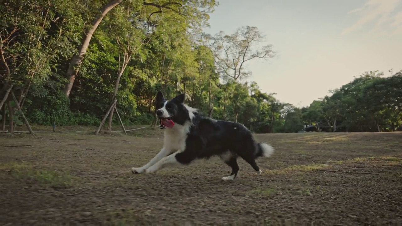 夏天，一只博德牧羊犬和它的主人在公园里玩耍视频素材