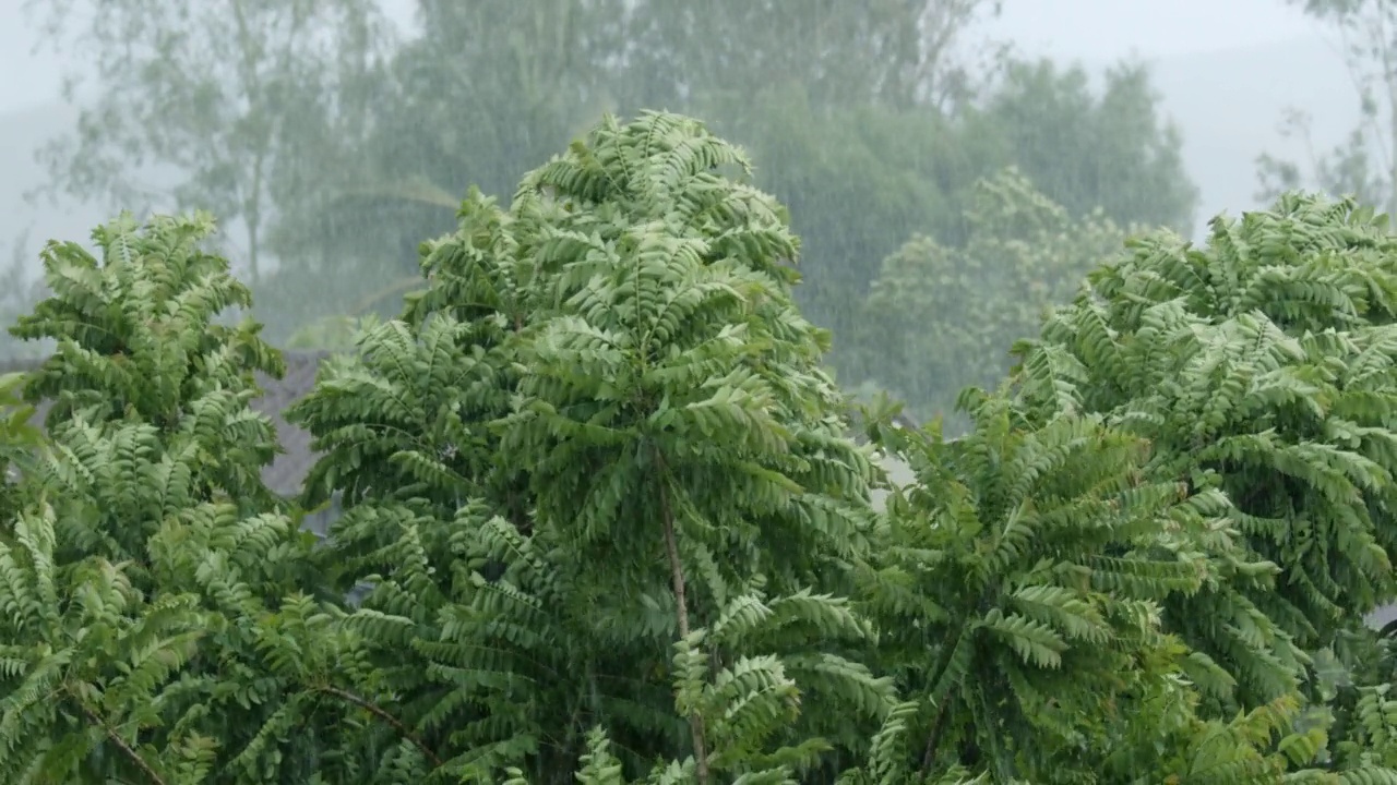 树叶在大雨和强烈的暴风下视频素材