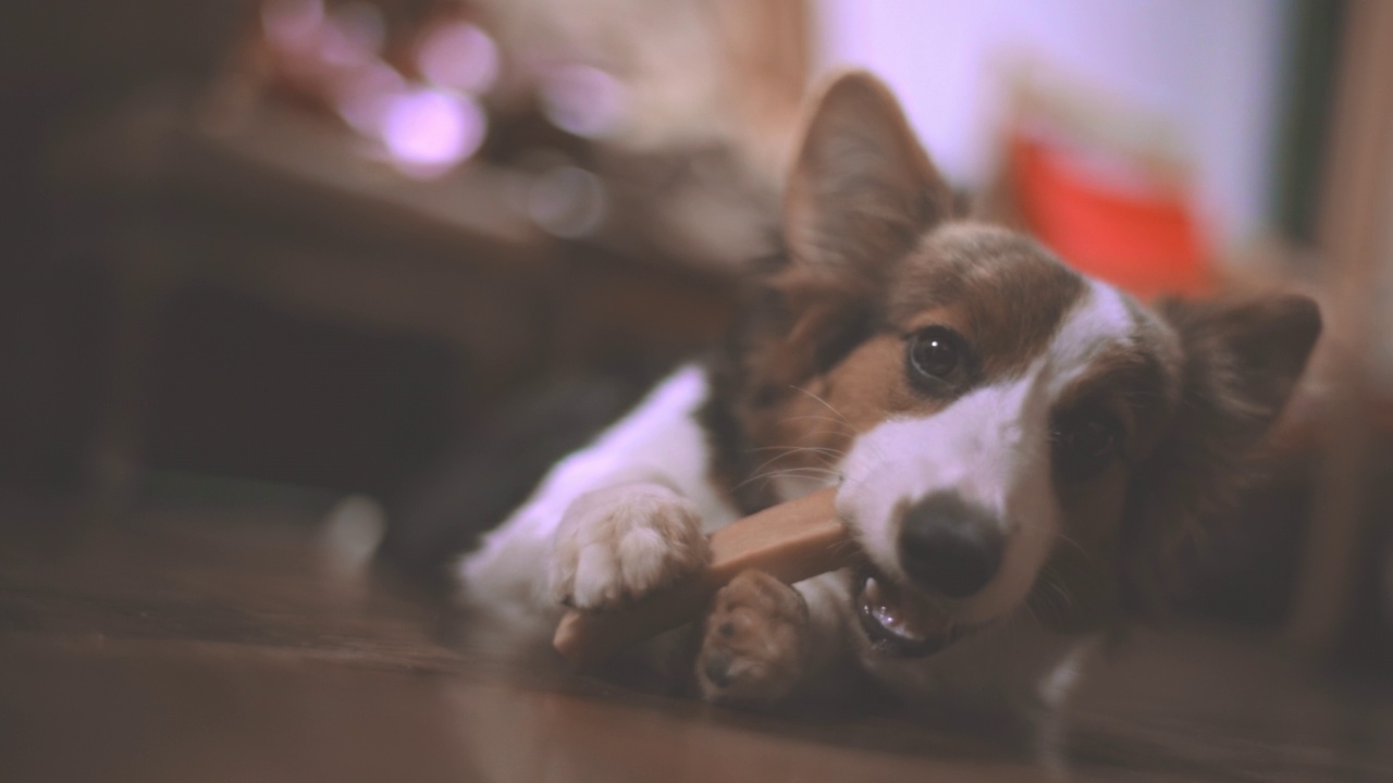 彭布罗克威尔士科基犬视频素材