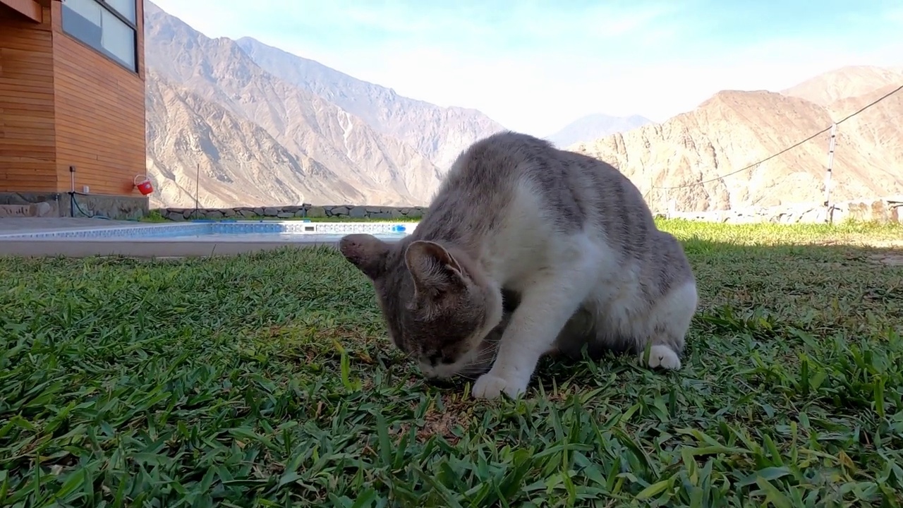 特写的猫在草地上寻找食物，在一个国家的相机视频素材