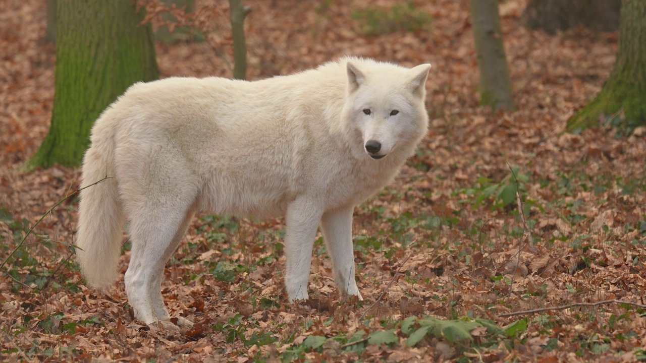 北极狼，森林中的北极狼(Canis lupus arctos视频素材