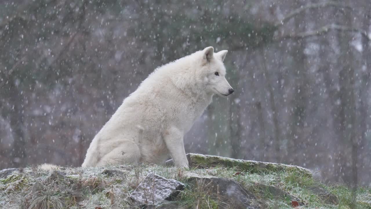 北极狼，北极狼(Canis lupus arctos)，在冬天下雪时视频素材