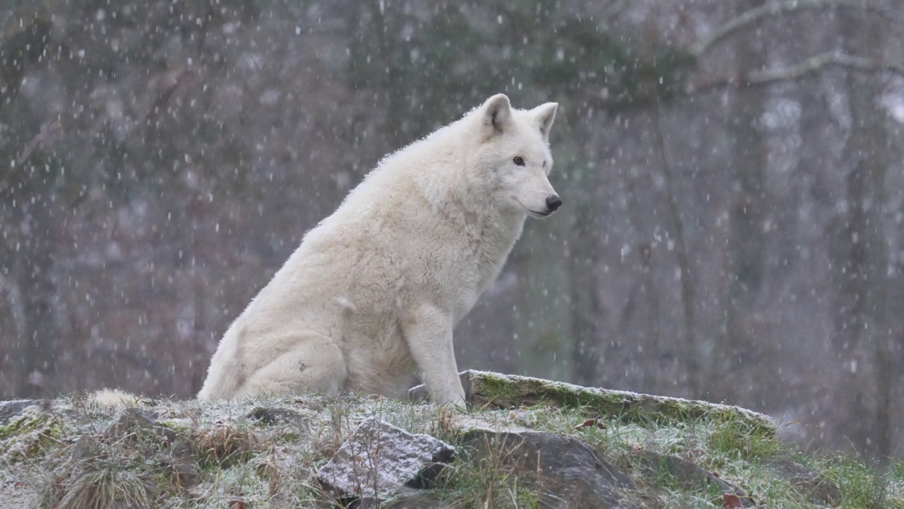 北极狼，北极狼(Canis lupus arctos)，在冬天下雪时视频素材