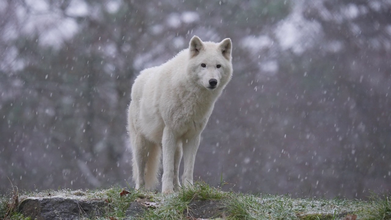 北极狼，北极狼(Canis lupus arctos)，在冬天下雪时视频素材