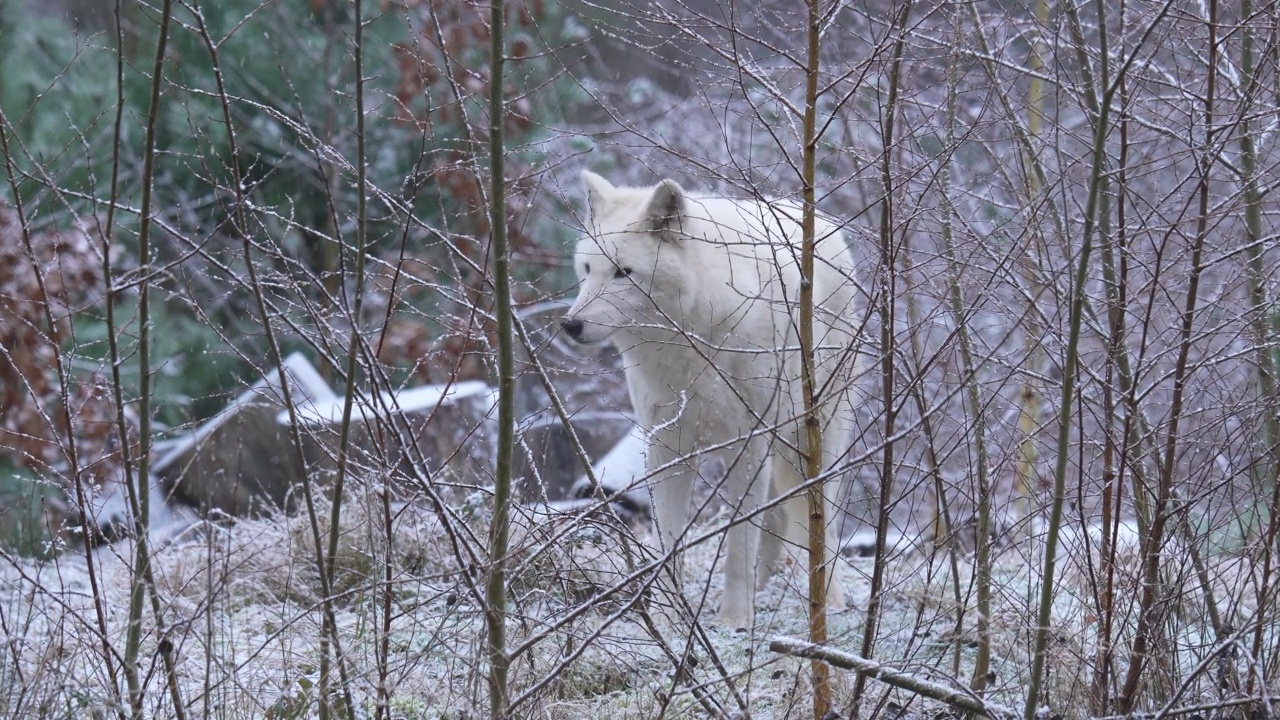 北极狼，北极狼(Canis lupus arctos)，在冬天下雪时视频素材