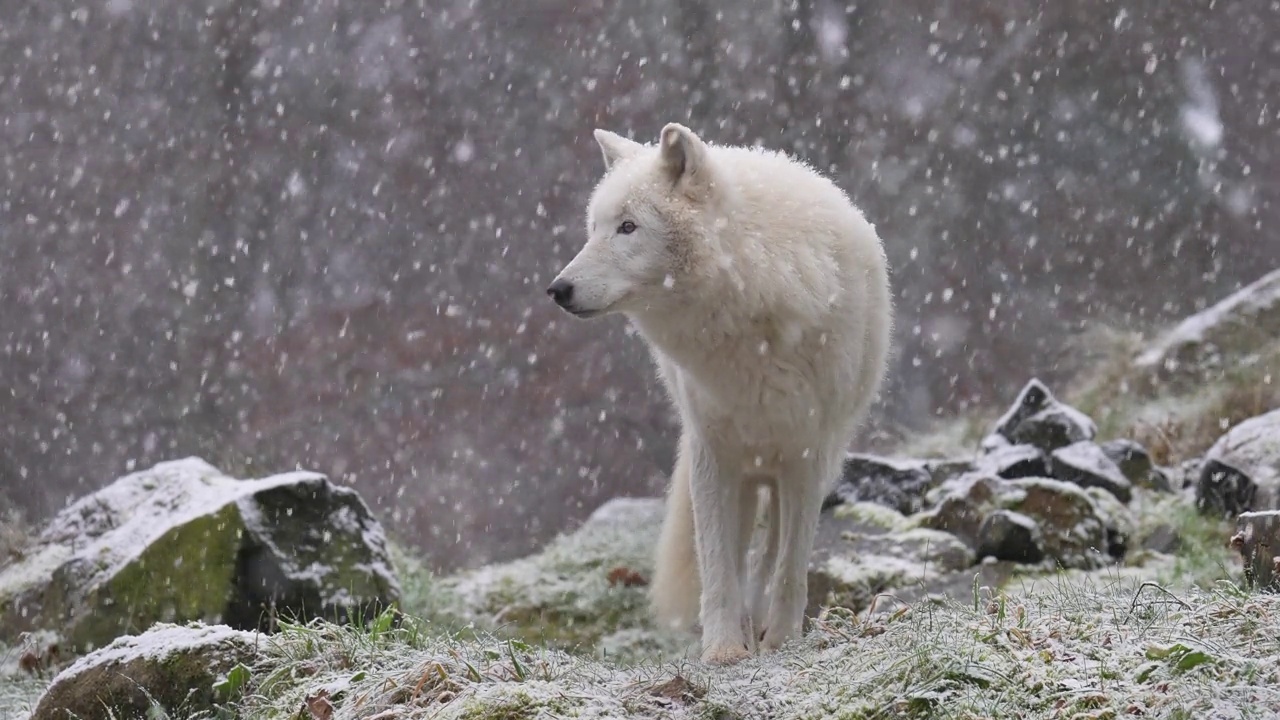 北极狼，北极狼(Canis lupus arctos)，在冬天下雪时视频素材