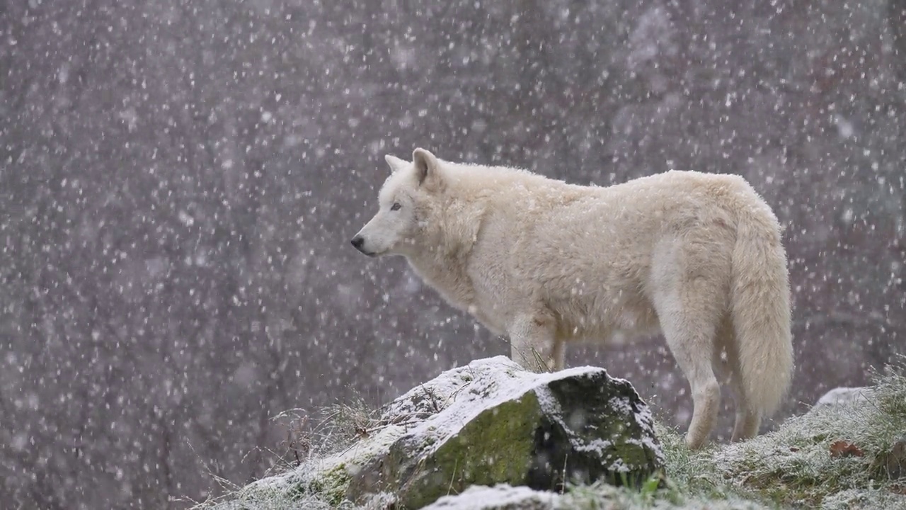 北极狼，北极狼(Canis lupus arctos)，在冬天下雪时视频素材