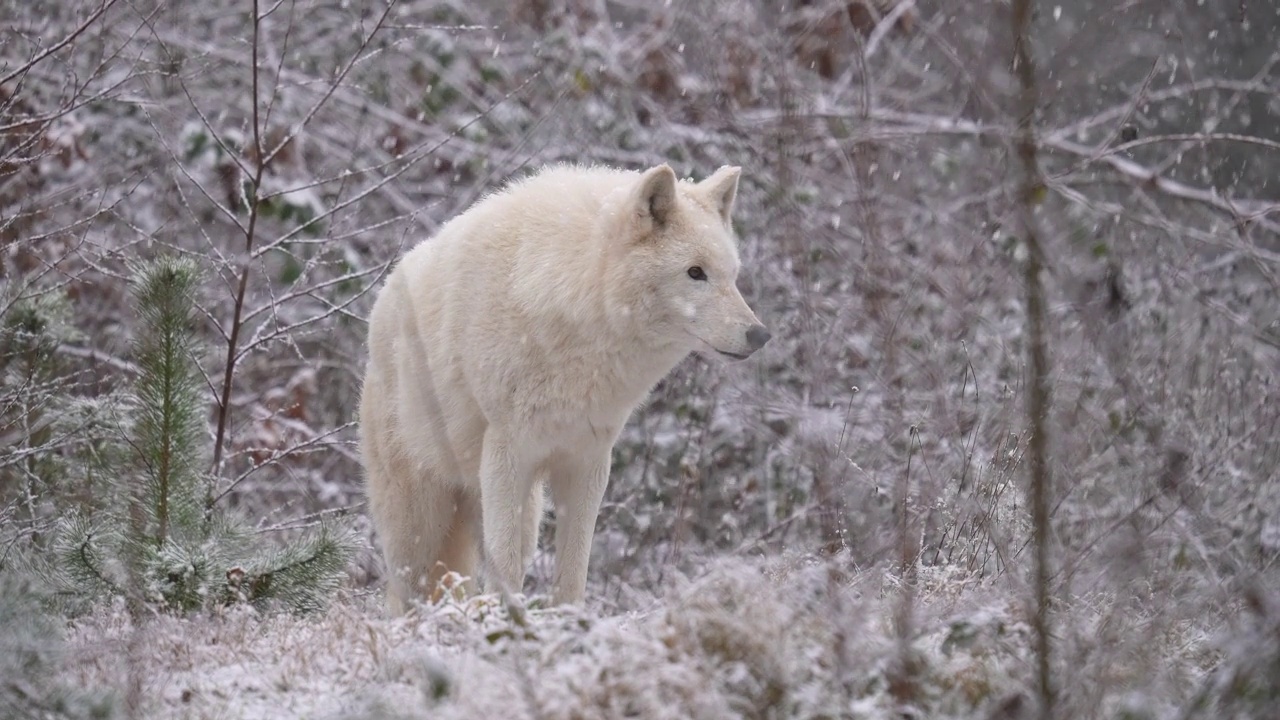 北极狼，北极狼(Canis lupus arctos)，在冬天下雪时视频素材