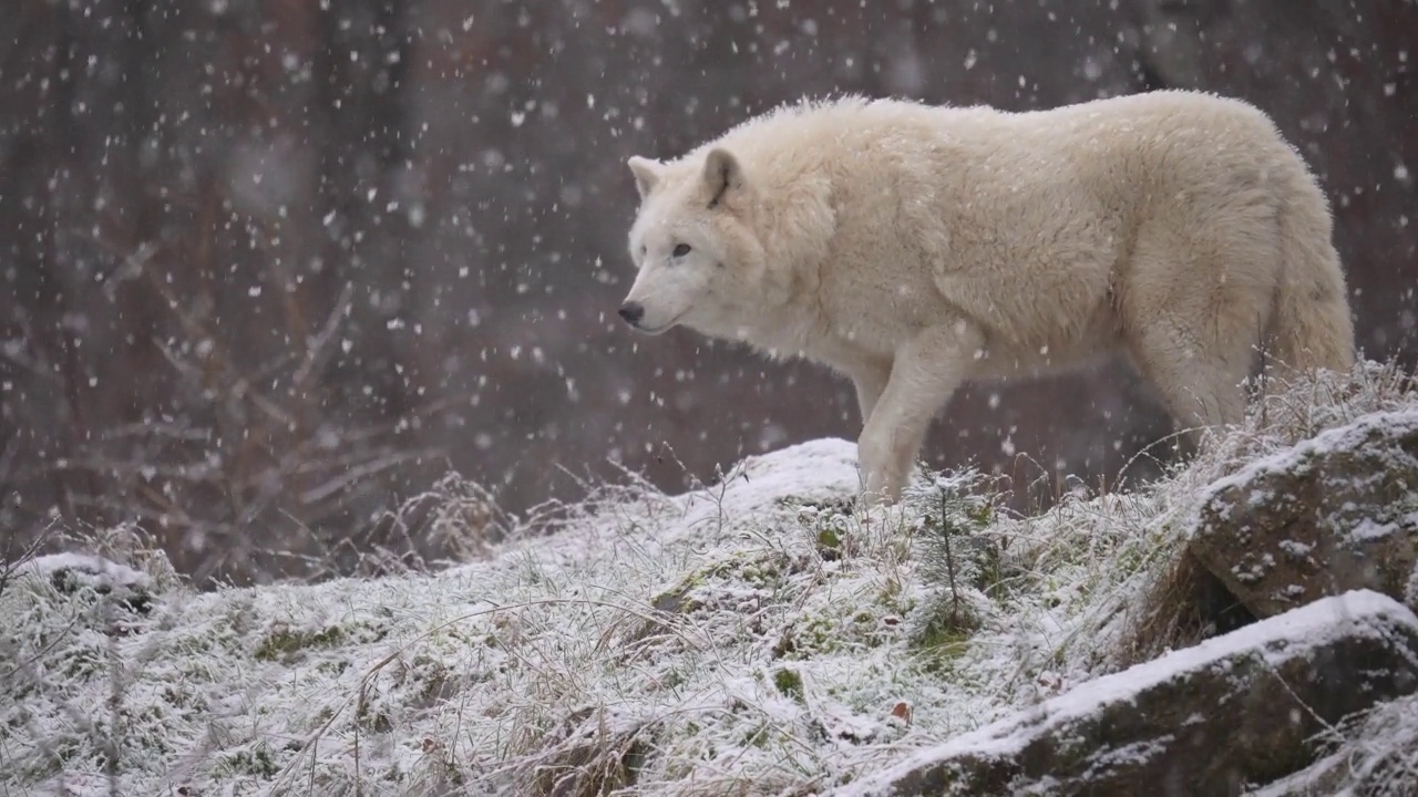 北极狼，北极狼(Canis lupus arctos)，在冬天下雪时视频素材